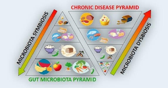 Alimentando a nuestra microbiota - Imagen 1