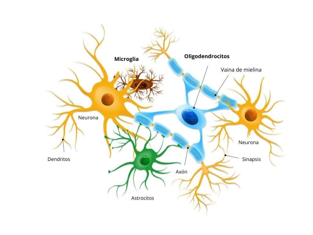 Como funcionan los psicobióticos - Imagen 2