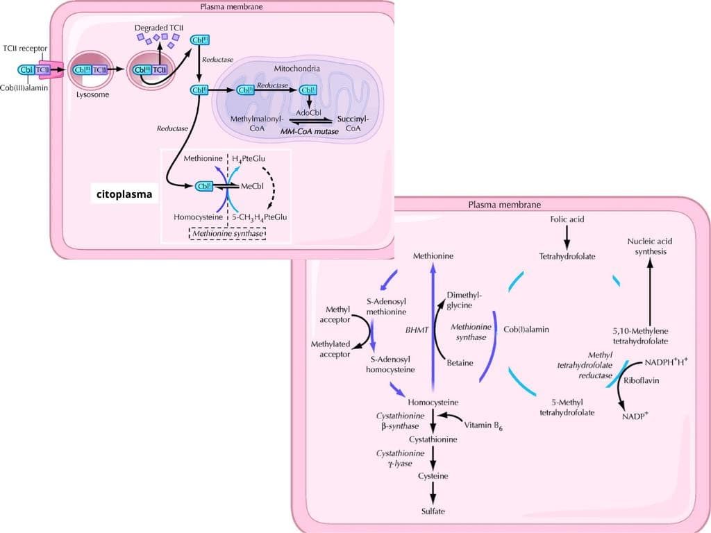 Deficiencia de la vitamina B12 - Imagen 1
