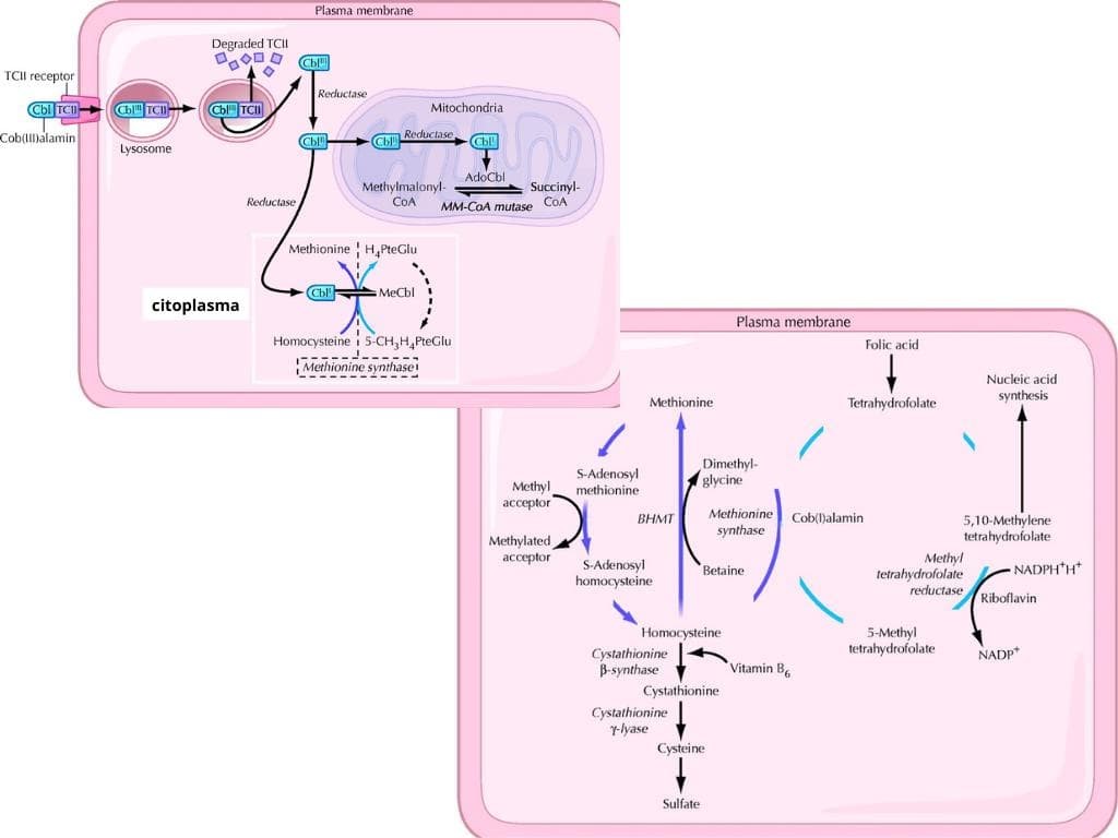 Deficiencia de la vitamina B12  - Imagen 1