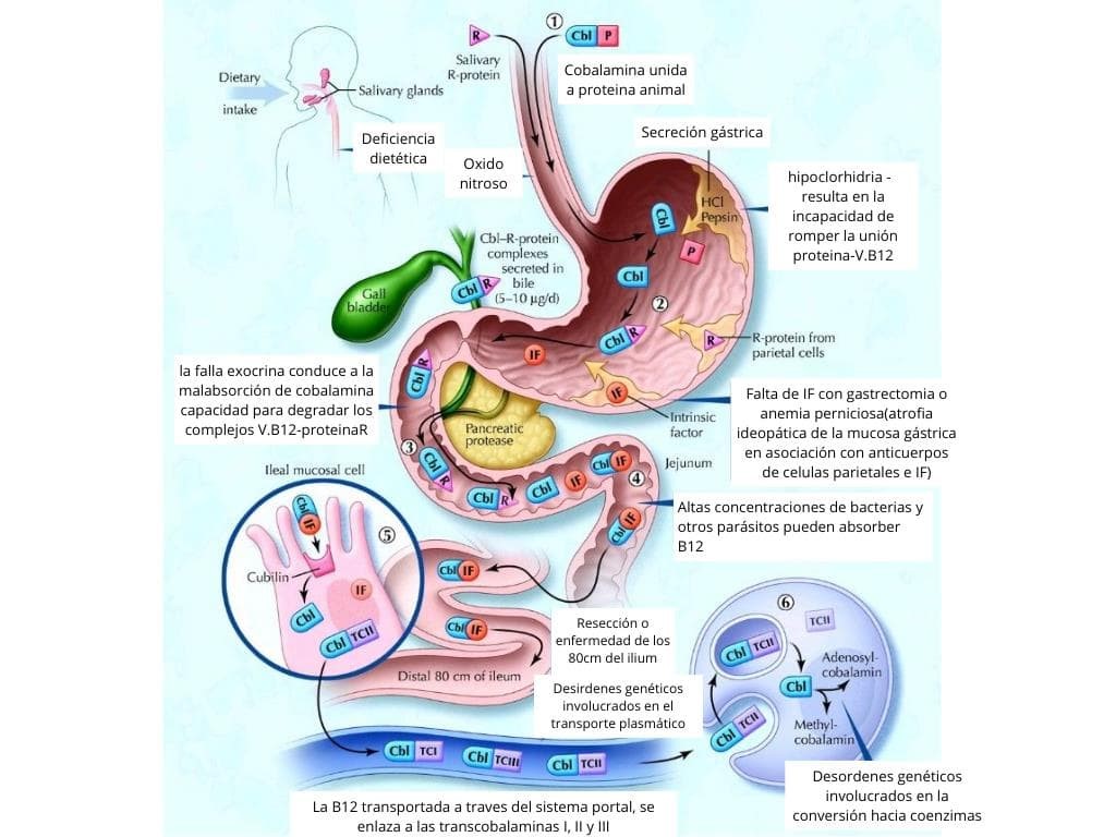 Deficiencia de la vitamina B12  - Imagen 2