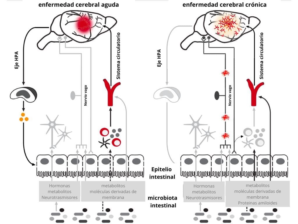 El eje microbiota-intestino-cerebro en enfermedades cerebrales agudas y crónicas - Imagen 1