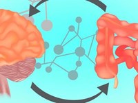 El eje microbiota-intestino-cerebro en enfermedades cerebrales agudas y crónicas