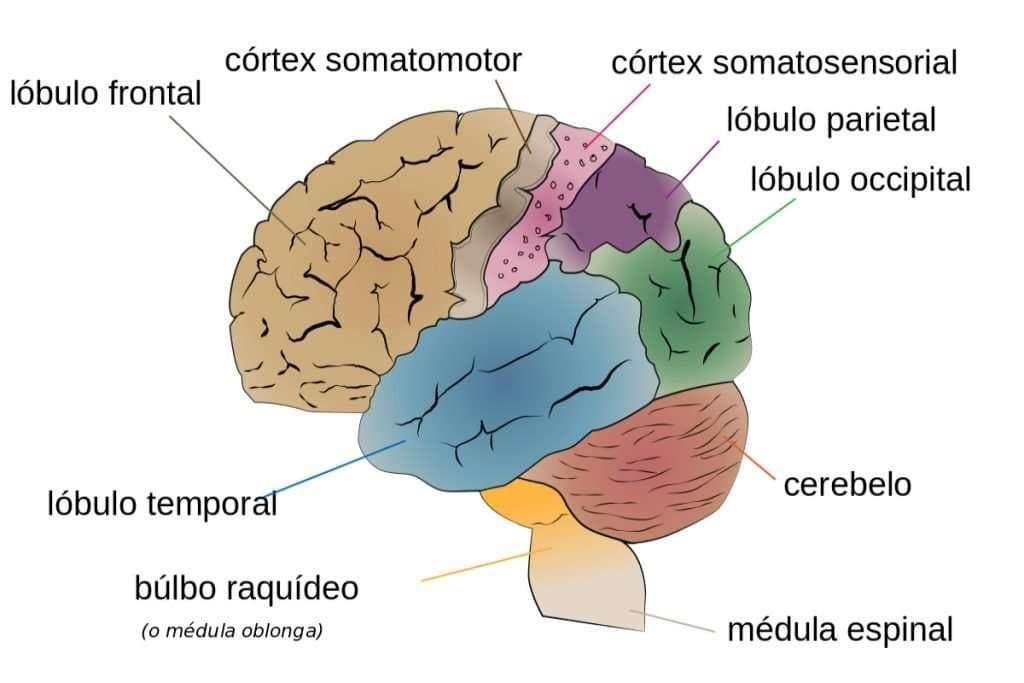 La memoria. ¿Que és, como funciona? y consejos para cuidarla - Imagen 1