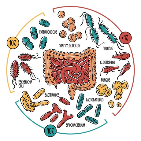 La Microbiota. El microcosmos interior del que no somos conscientes - Imagen 3