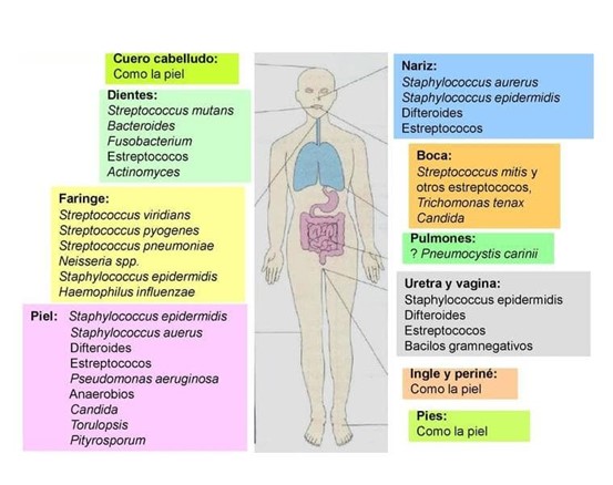 La Microbiota. El microcosmos interior del que no somos conscientes - Imagen 4